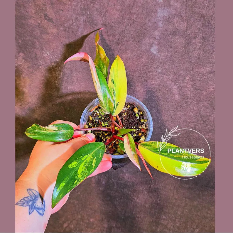 Variegated Philodendron Strawberry Shake - Live Exact Plant - (May-29-44)