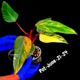 Philodendron Strawberry Shake High Variegated Live Plant - EXACT Same Plant - US Seller