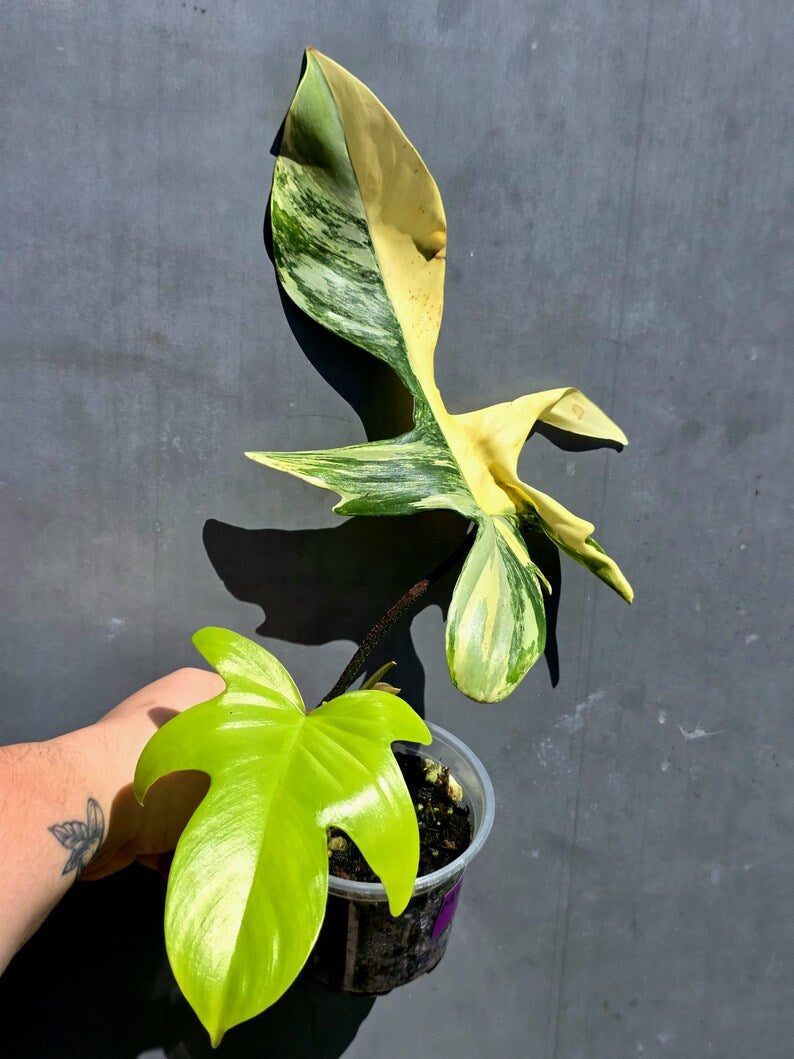 Variegated Philodendron Florida Beauty - Rare Collector Plant - Exact Plant - (May-29-100)