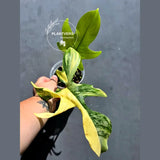 Variegated Philodendron Florida Beauty - Rare Collector Plant - Exact Plant - (May-29-100)