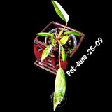 Philodendron Strawberry Shake High Variegated Live Plant - EXACT Same Plant - US Seller