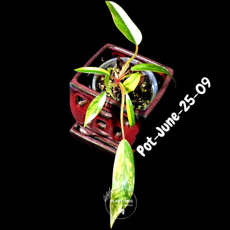 Philodendron Strawberry Shake High Variegated Live Plant - EXACT Same Plant - US Seller
