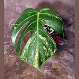 Monstera Borsigiana Aurea Variegated - Rare Exact Plant - US Seller (June-16-01)