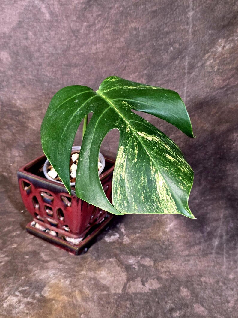 Monstera Borsigiana Aurea Variegated - Rare Exact Plant - US Seller (June-16-01)