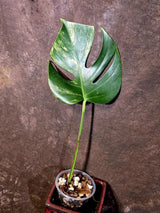 Monstera Borsigiana Aurea Variegated - Rare Exact Plant - US Seller (June-16-01)