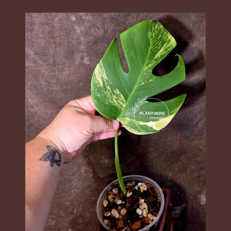 Monstera Borsigiana Aurea Variegated - Exact Plant - US Seller(June-16-02)