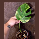Monstera Borsigiana Aurea Variegated - Exact Plant - US Seller(June-16-02)