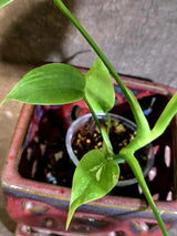 Monstera Aurea Variegated Plant - Rare Aroid - Monstera Marmota Indoor - Exact Plant (June-16-05)