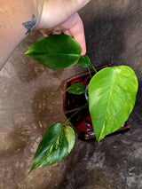 Monstera Aurea Variegated Plant - Rare Aroid - Monstera Marmota Indoor - Exact Plant (June-16-05)