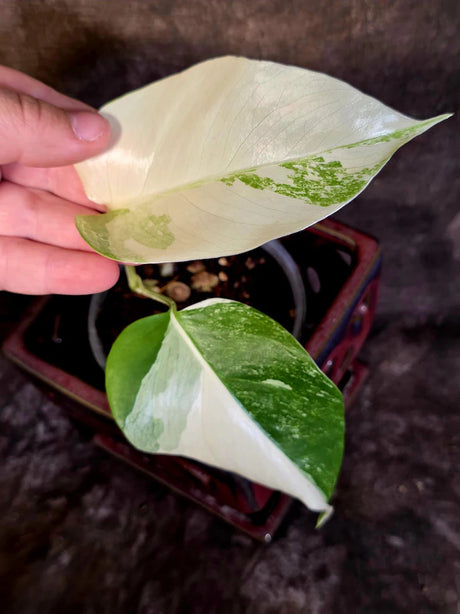 Variegated Monstera Albo Borsigiana -Baby Leaf - Exact Plant - US Seller (June-16-08)