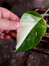 Variegated Monstera Albo Borsigiana -Baby Leaf - Exact Plant - US Seller (June-16-08)