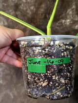 Variegated Golden Dragon Philodendron - Exact Plant (June-16-09)