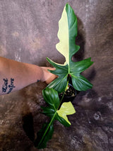 Variegated Golden Dragon Philodendron - Exact Plant (June-16-09)