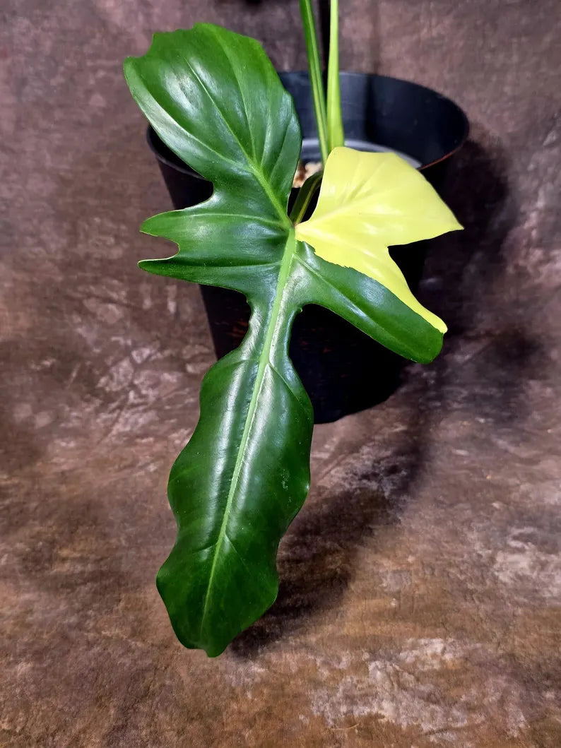 Variegated Golden Dragon Philodendron - Exact Plant (June-16-09)