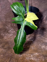 Variegated Golden Dragon Philodendron - Exact Plant (June-16-09)