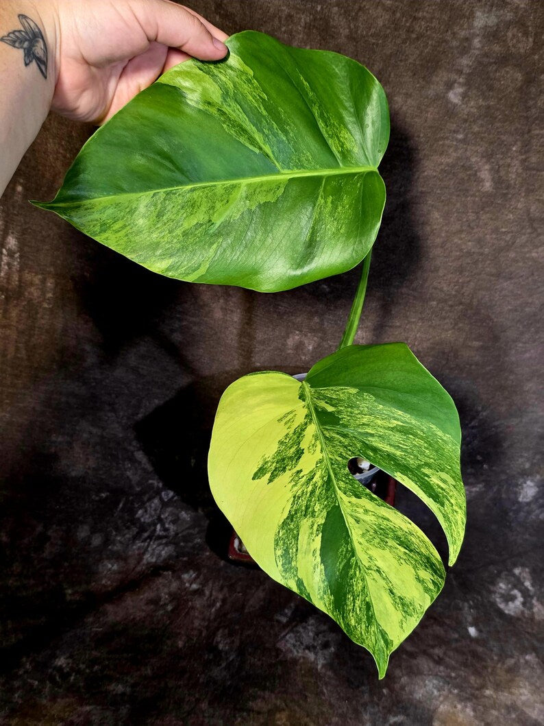 Monstera Aurea Variegated Plant - Rare Aroid - Exact Plant - US Seller (June-16-12)