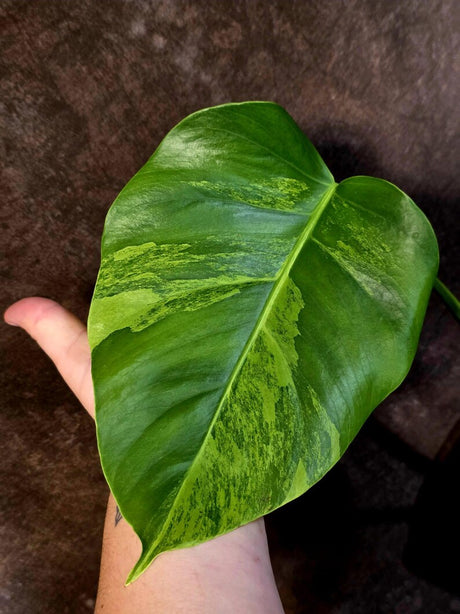 Monstera Aurea Variegated Plant - Rare Aroid - Exact Plant - US Seller (June-16-12)