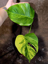 Monstera Aurea Variegated Plant - Rare Aroid - Exact Plant - US Seller (June-16-12)