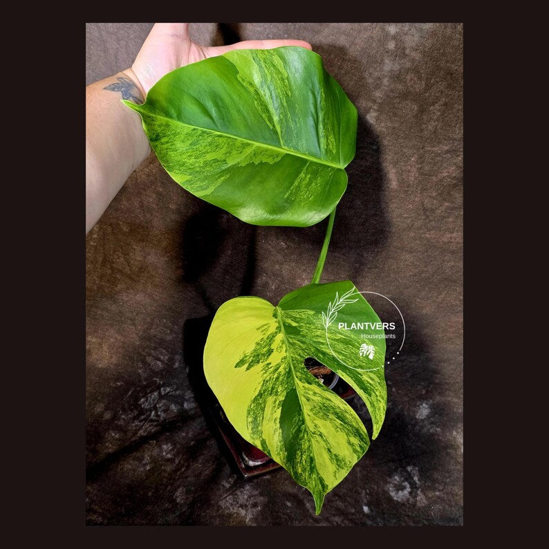 Monstera Aurea Variegated Plant - Rare Aroid - Exact Plant - US Seller (June-16-12)