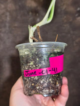 Variegated Monstera Albo Borsigiana - Baby Leaf Plant- Exact Plant (June-01-41)