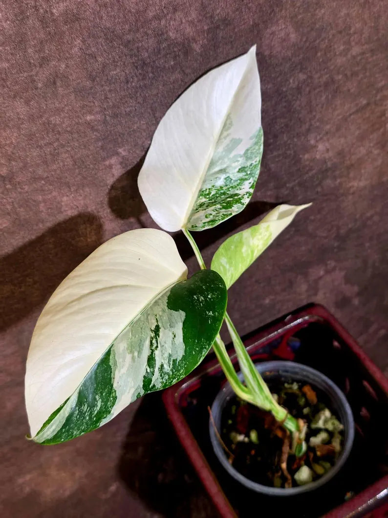 Variegated Monstera Albo Borsigiana - Baby Leaf Plant- Exact Plant (June-01-41)