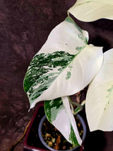 Variegated Monstera Albo Borsigiana - Baby Leaf Plant- Exact Plant (June-01-46)