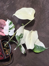 Variegated Monstera Albo Borsigiana - Baby Leaf Plant- Exact Plant (June-01-46)
