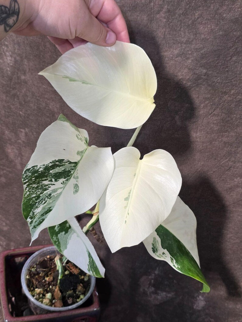 Variegated Monstera Albo Borsigiana - Baby Leaf Plant- Exact Plant (June-01-46)