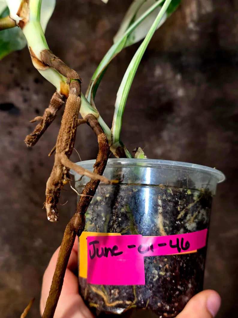 Variegated Monstera Albo Borsigiana - Baby Leaf Plant- Exact Plant (June-01-46)