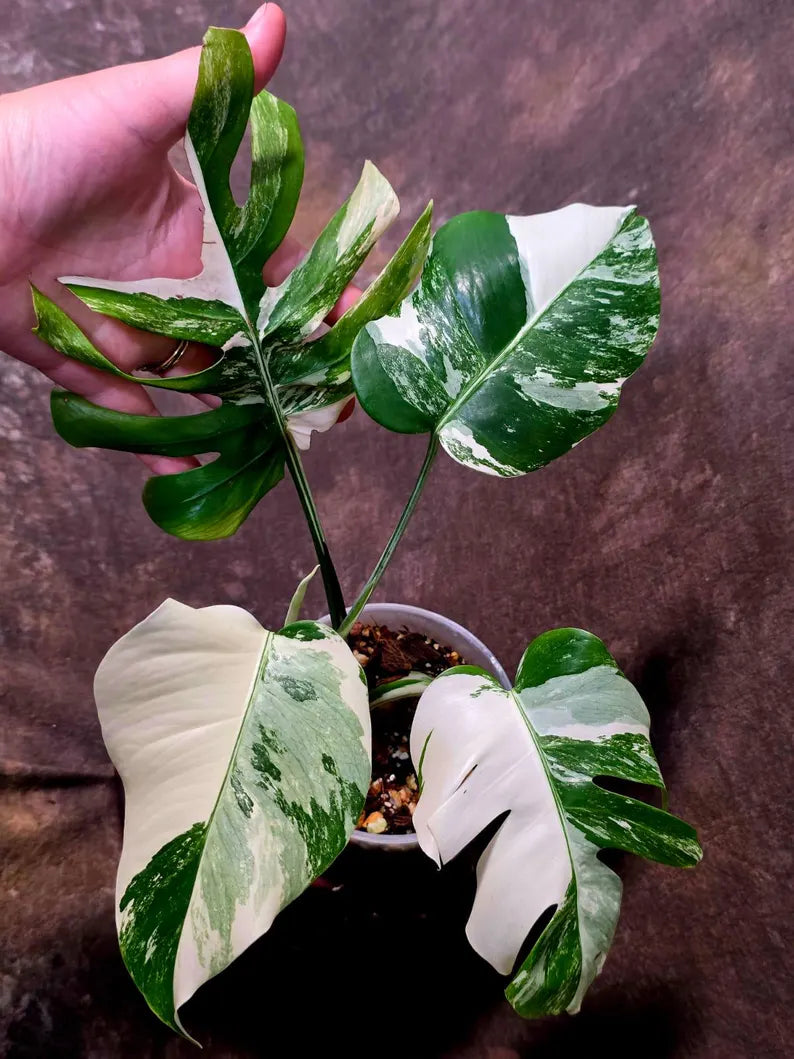 Variegated Monstera Albo Borsigiana - Mature Exact Plant (June-01-47)