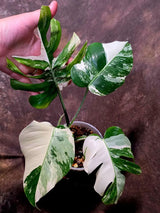 Variegated Monstera Albo Borsigiana - Mature Exact Plant (June-01-47)