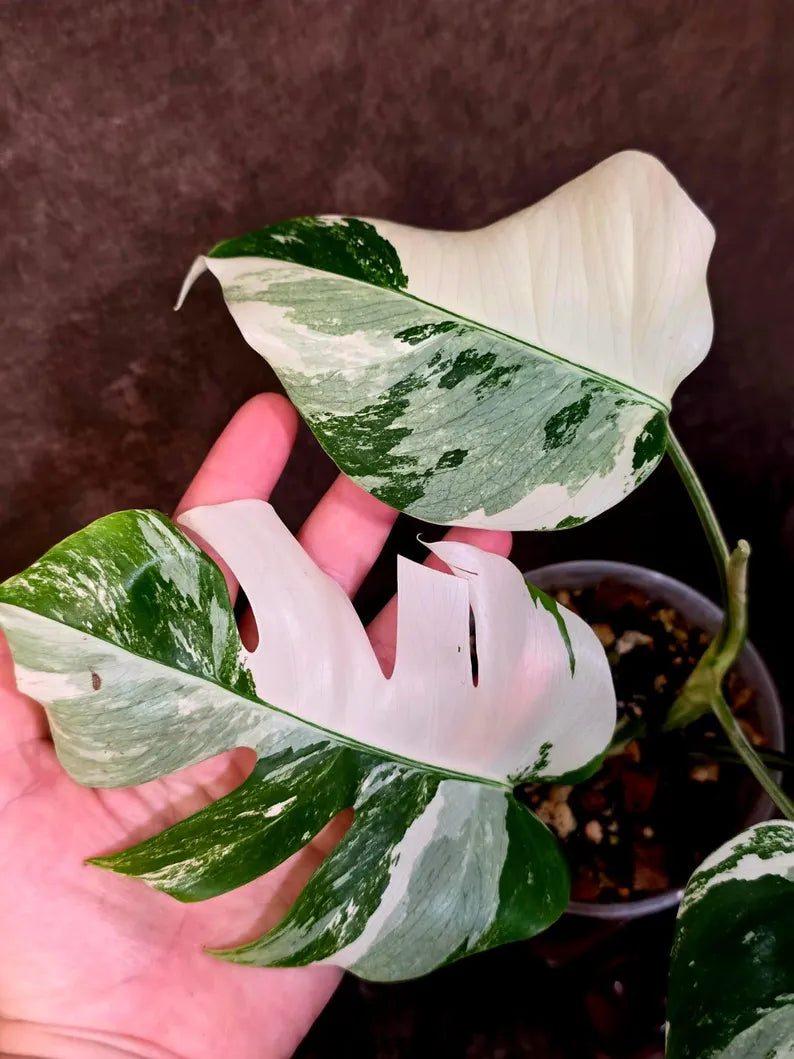 Variegated Monstera Albo Borsigiana - Mature Exact Plant (June-01-47)