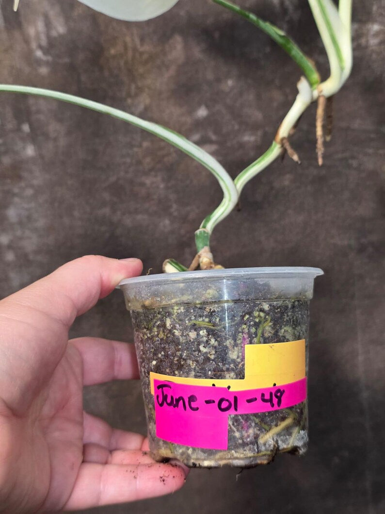 Variegated Monstera Albo Borsigiana - Baby Leaf Plant - Exact Plant (June-01-48)