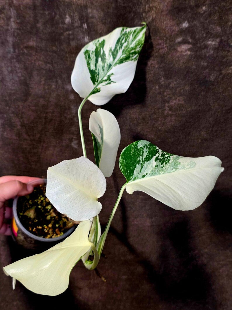 Variegated Monstera Albo Borsigiana - Baby Leaf Plant - Exact Plant (June-01-48)