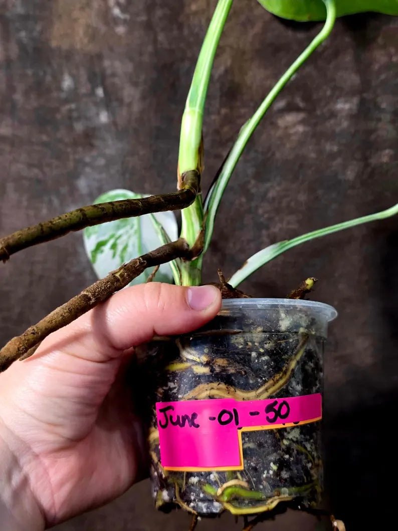 Variegated Monstera Albo Borsigiana - Mature Exact Plant (June-01-50)