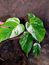 Variegated Monstera Albo Borsigiana - Mature Exact Plant (June-01-50)