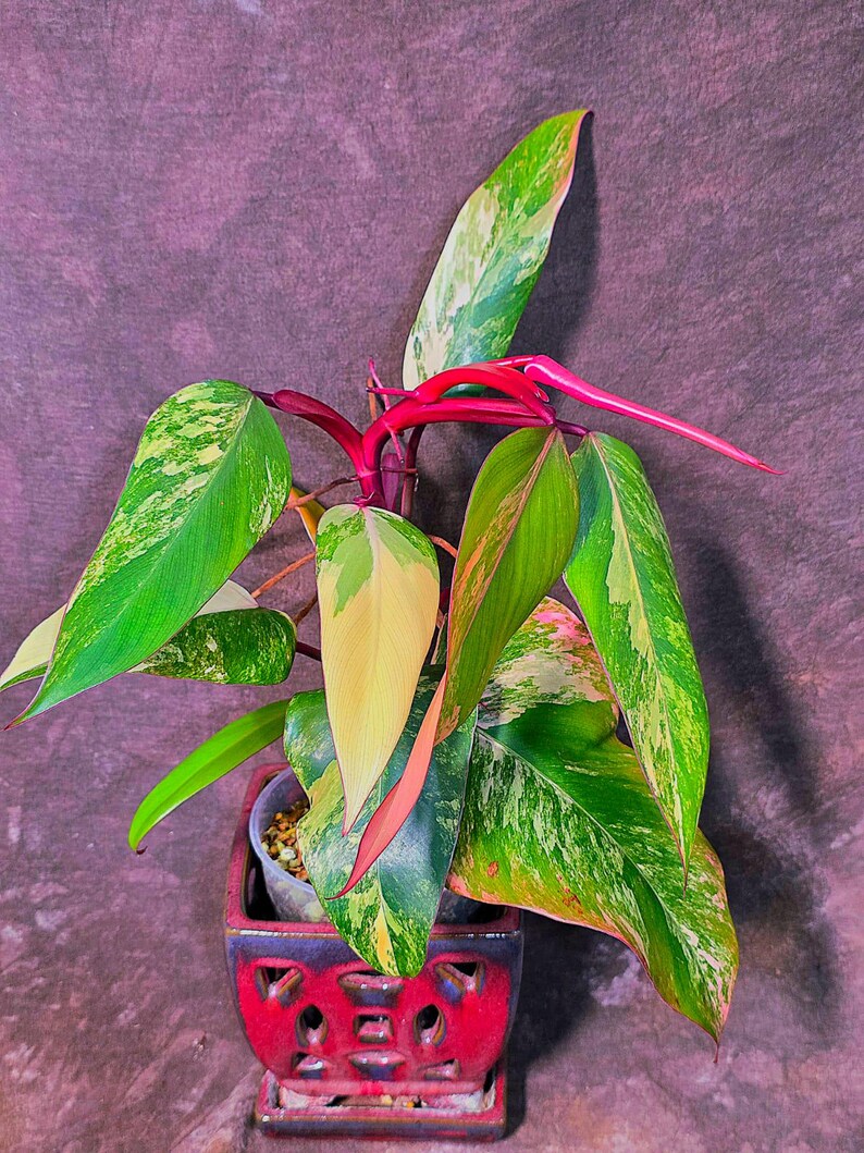 Variegated Philodendron Strawberry Shake - Exact Plant (June-01-49)