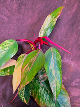 Variegated Philodendron Strawberry Shake - Exact Plant (June-01-49)