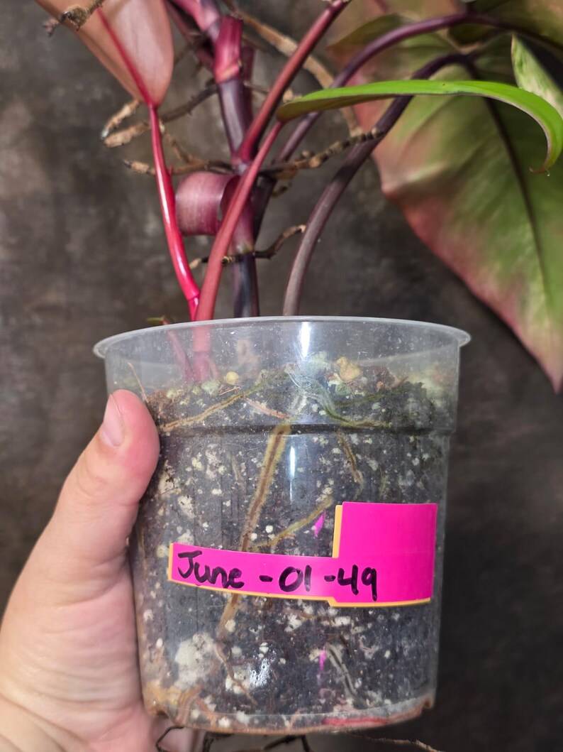 Variegated Philodendron Strawberry Shake - Exact Plant (June-01-49)