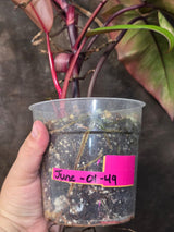 Variegated Philodendron Strawberry Shake - Exact Plant (June-01-49)