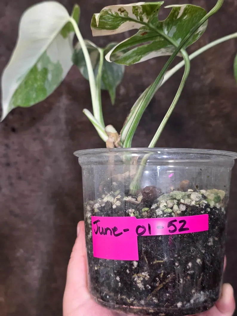 Variegated Monstera Albo Borsigiana - Rare Collector Exact Plant (June-01-52)