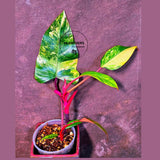 Variegated Philodendron Strawberry Shake - Exact Plant (June-01-51)