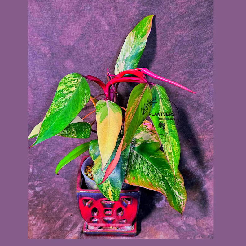 Variegated Philodendron Strawberry Shake - Exact Plant (June-01-49)