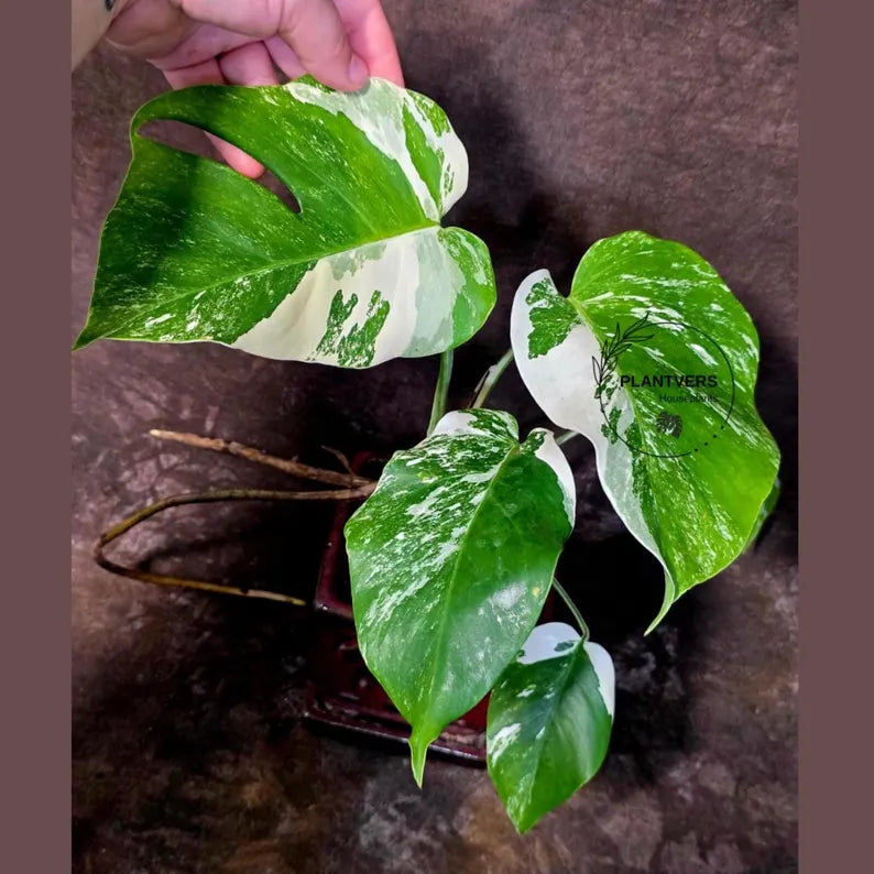 Variegated Monstera Albo Borsigiana - Mature Exact Plant (June-01-50)