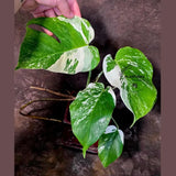 Variegated Monstera Albo Borsigiana - Mature Exact Plant (June-01-50)