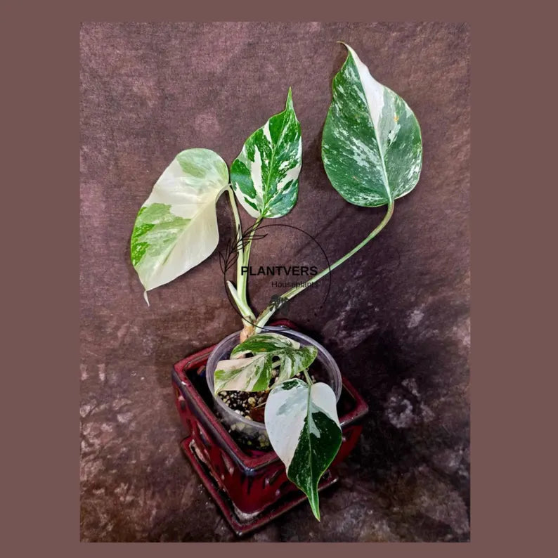 Variegated Monstera Albo Borsigiana - Rare Collector Exact Plant (June-01-52)
