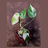 Variegated Monstera Albo Borsigiana - Rare Collector Exact Plant (June-01-52)