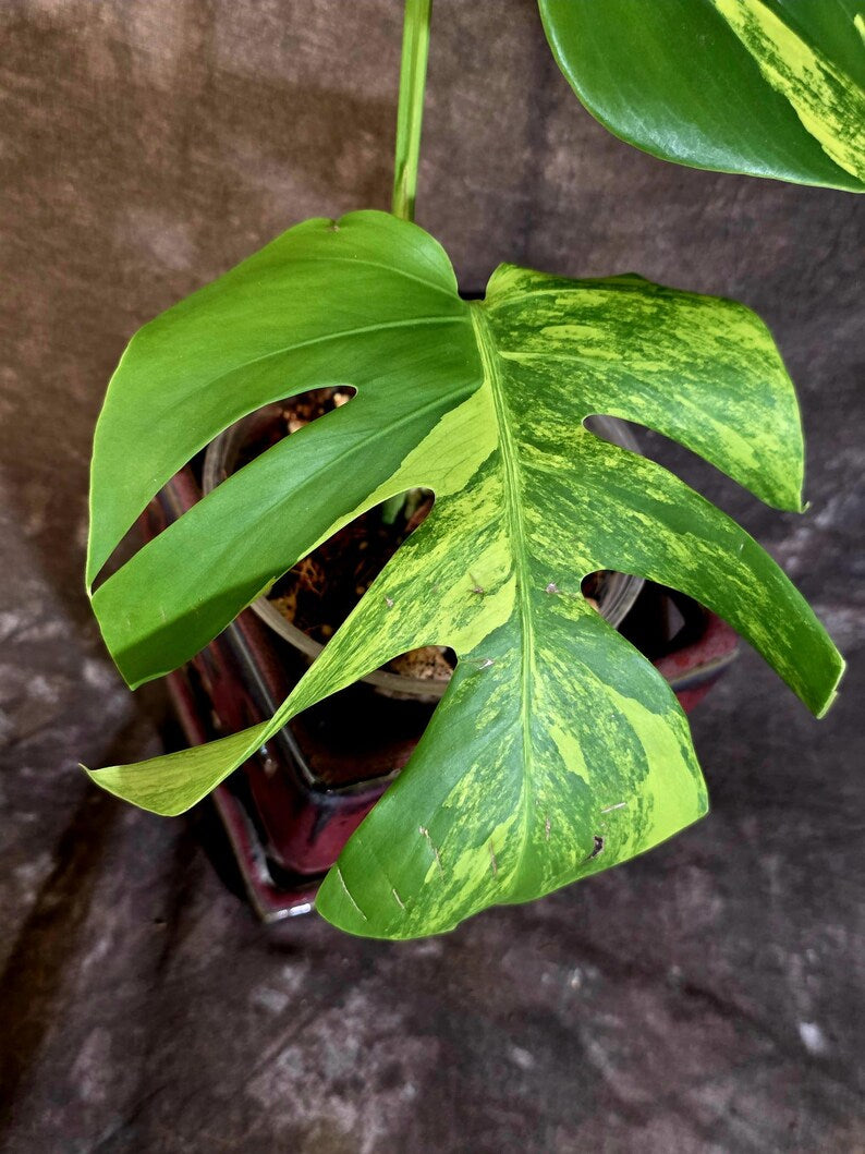Monstera Aurea Variegated Plant - Rare Tropical Aroid - EXACT Plant - US Seller (June-16-14)