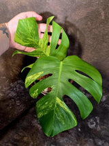 Monstera Aurea Variegated Plant - Rare Tropical Aroid - EXACT Plant - US Seller (June-16-14)
