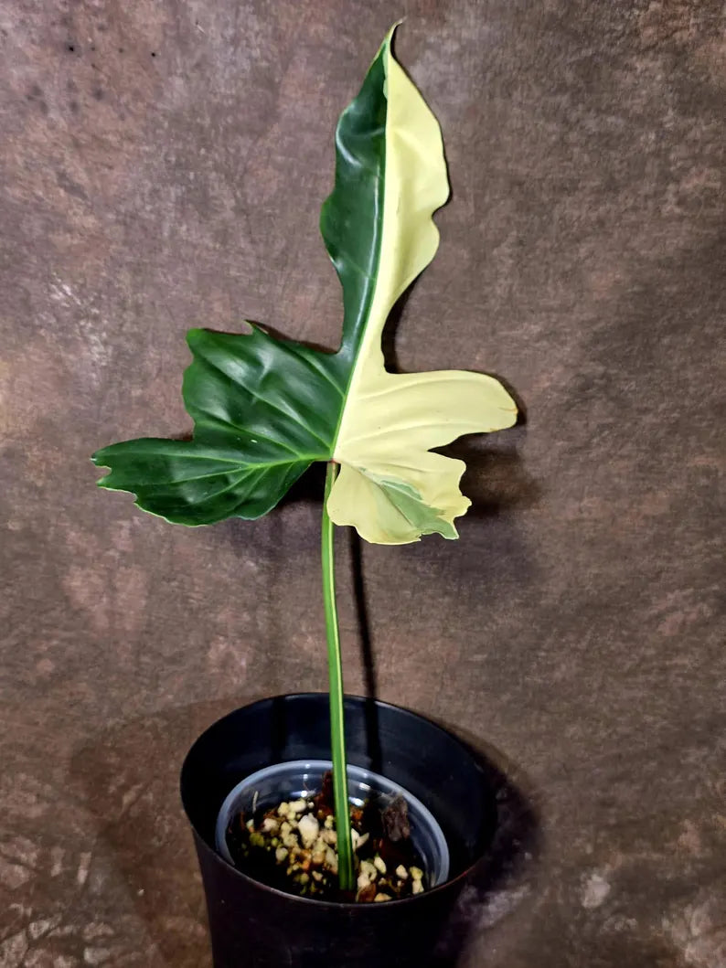 EXACT Golden Dragon Philodendron Variegated Plant - Rare Plant - EXACT Plant(June-16-18)